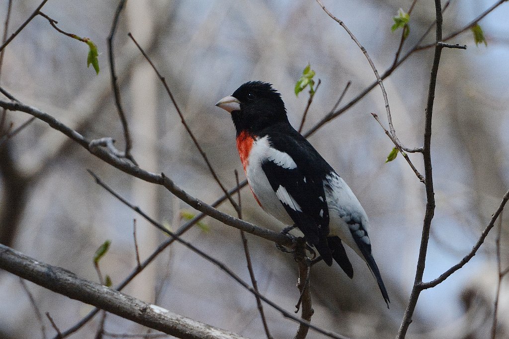 Grossbeak, Rose-breasted, 2015-05044887 Broad Meadow Brook, MA.JPG - Rose-breasted Grossbeak. Broad Meadow Brook Wildlife Sanctuary, MA, 5-4-2015